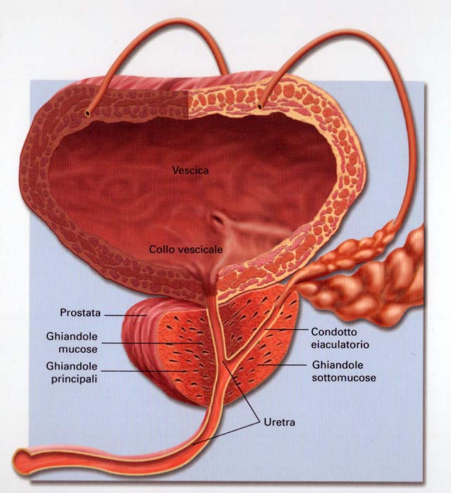 Fisiologia della prostata